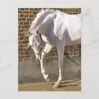 Cartão Postal Belo Cavalo Árabe Branco