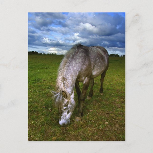 Cartão Postal Belo cavalo fecha (Frente)