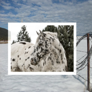 Cartão Postal Belo Cavalo Negro e Branco Appaloosa