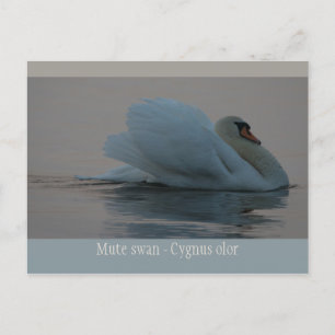 Cartão Postal Belo cisne à noite CC0755