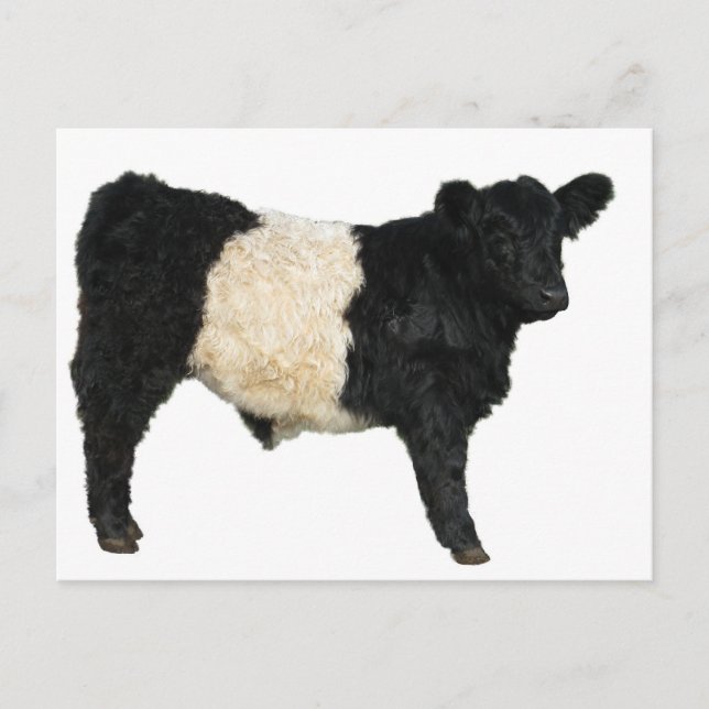 Cartão Postal Belo Cutout Galloway Steer Galloway (Frente)