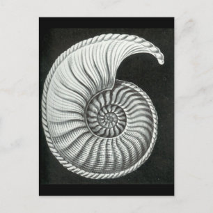Cartão Postal Belo desenho a lápis de Amaltheus amonite