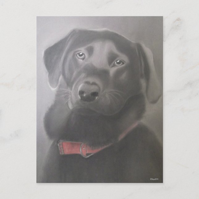 Cartão Postal Belo Desenho Labrador Retriever (Frente)