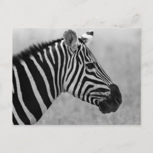 Cartão Postal Belo design de zebra branca e negra