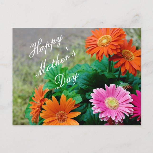 Cartão Postal Belo Dia de as mães Vibrante Gerbera Daisy Card (Frente)