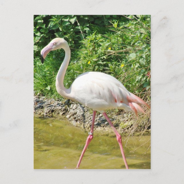 Cartão Postal Belo Flamingo Maior - Cartão-postal (Frente)