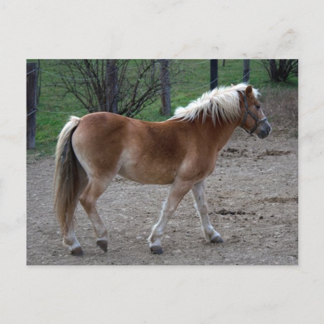 Cartão Postal Belo Haflinger (Frente)