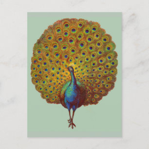 Cartão Postal belo impressão de pavão vitoriano