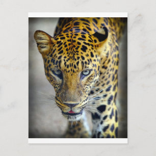 Cartão Postal Belo jaguar