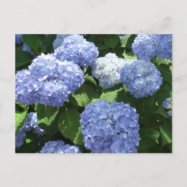 Cartão Postal Belo Jardim, Hydrangea Flowers Foto (Frente)