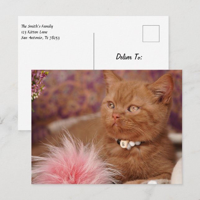Cartão Postal Belo Kitten de Shorthair (Frente/Verso)