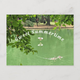 Cartão Postal Belo lago de Verão com patos.