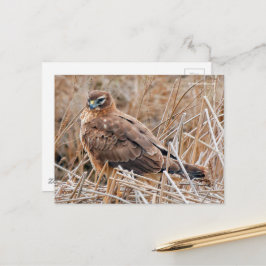 Cartão Postal Belo Norte Harrier Hawk em pântanos