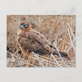 Cartão Postal Belo Norte Harrier Hawk em pântanos