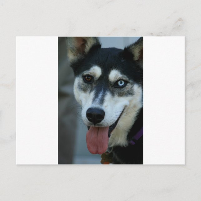 Cartão Postal Belo Olho Azul Siberian Husky (Frente)