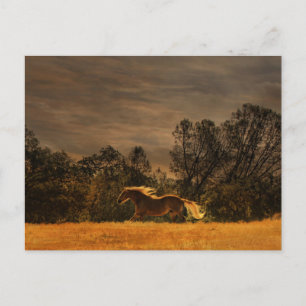 Cartão Postal Belo Palomino Corrente no Sol