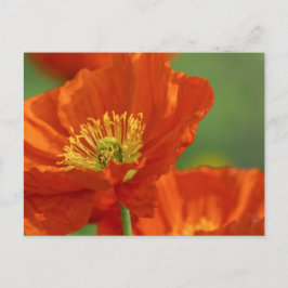 Cartão Postal Belo papa vermelho