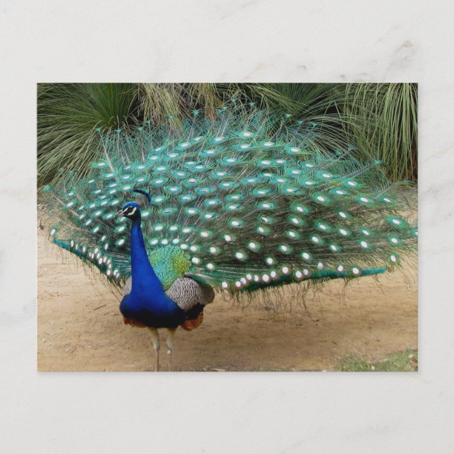 Cartão Postal Belo Pavão (Frente)
