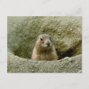 Cartão Postal Belo Pequeno Marmot
