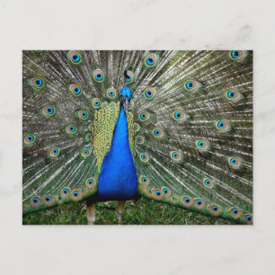 Cartão Postal Belo Perfil de Pavão