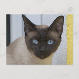 Cartão Postal Belo Ponto de Selo Gato Siamês