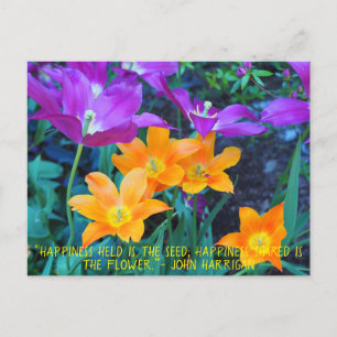 Cartão Postal Belo Primavera Tulipas Laranja Púrpura