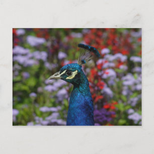 Cartão Postal Belo Retrato Peafowl