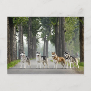 Cartão Postal Belo Rouco Cães em um Caminho da Natureza