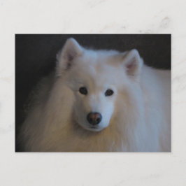 Cartão Postal Belo Samoyed