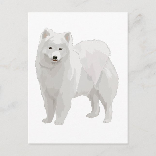 Cartão Postal Belo Samoyed (Frente)