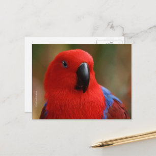 Cartão Postal Belo "Senhora em Vermelho" Eclectus Parrot