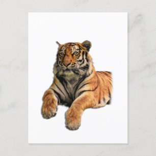Cartão Postal Belo Tigre de Bengala Rosto e Foto de Pinças