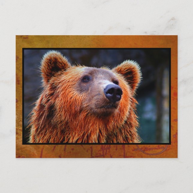 Cartão Postal Belo Urso Marrom Retrato Wildlife Foto (Frente)