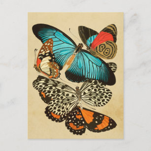 Cartão Postal Belo Vintage Garden Butflies