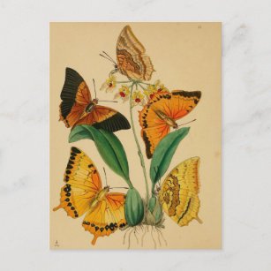 Cartão Postal Belo Vintage Garden Butflies