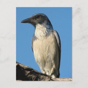 Cartão Postal Belo Western Scrub Jay