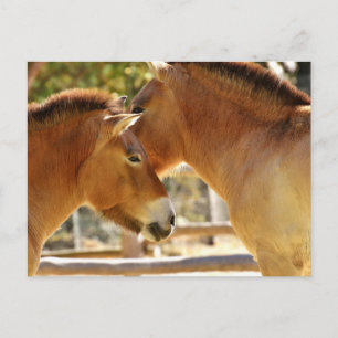Cartão Postal Belos Cavalos