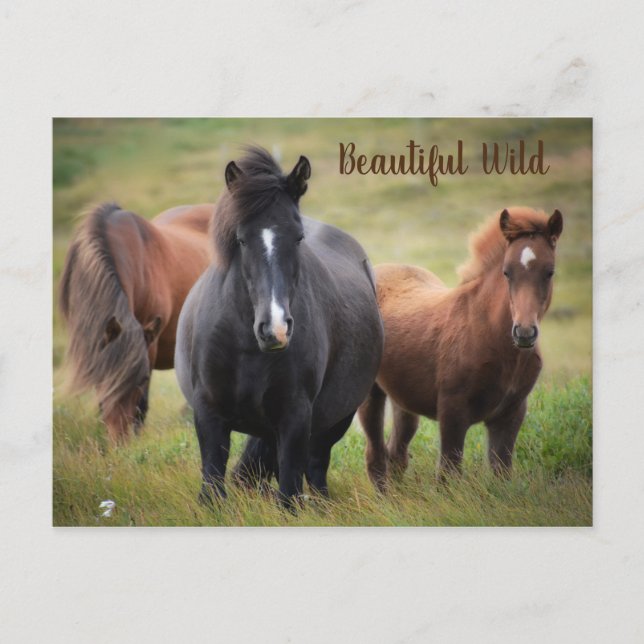 Cartão Postal Belos Cavalos (Frente)