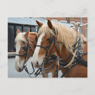 Cartão Postal Belos Cavalos com Esconderijo