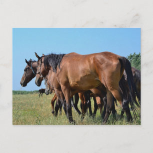 Cartão Postal Belos Cavalos de Baía