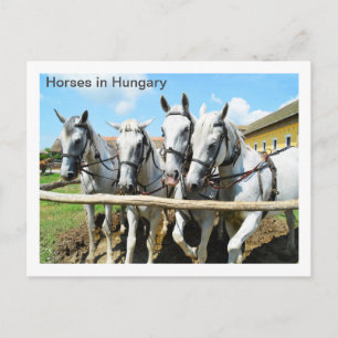 Cartão Postal Belos cavalos na Hungria