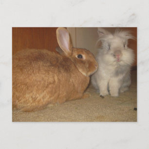 Cartão Postal belos coelhos