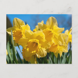 Cartão Postal Belos Daffodilos Amarelos