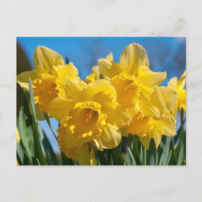 Cartão Postal Belos Daffodilos Amarelos (Frente)
