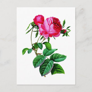 Cartão Postal Belos Rosas de Couve Vermelha por Redoute