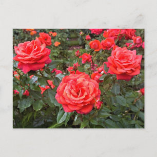 Cartão Postal Belos Rosas, Portland, Oregon