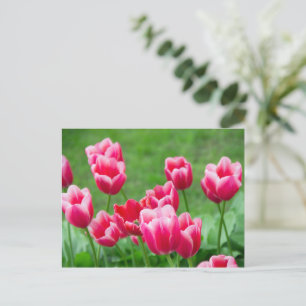 Cartão Postal Belos tulipas escarlates no jardim
