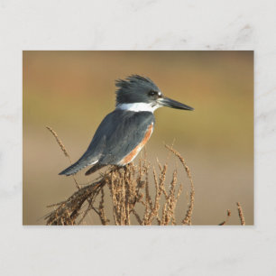 Cartão Postal Belted Kingfisher