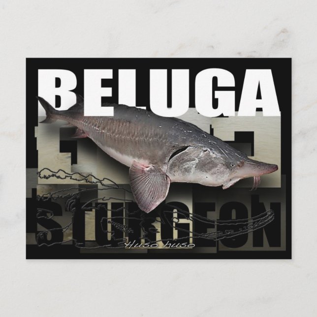 Cartão postal Beluga Sturgeon (Frente)