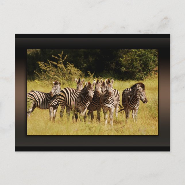 Cartão Postal Bem em você - zebras safari vida selvagem (Frente)
